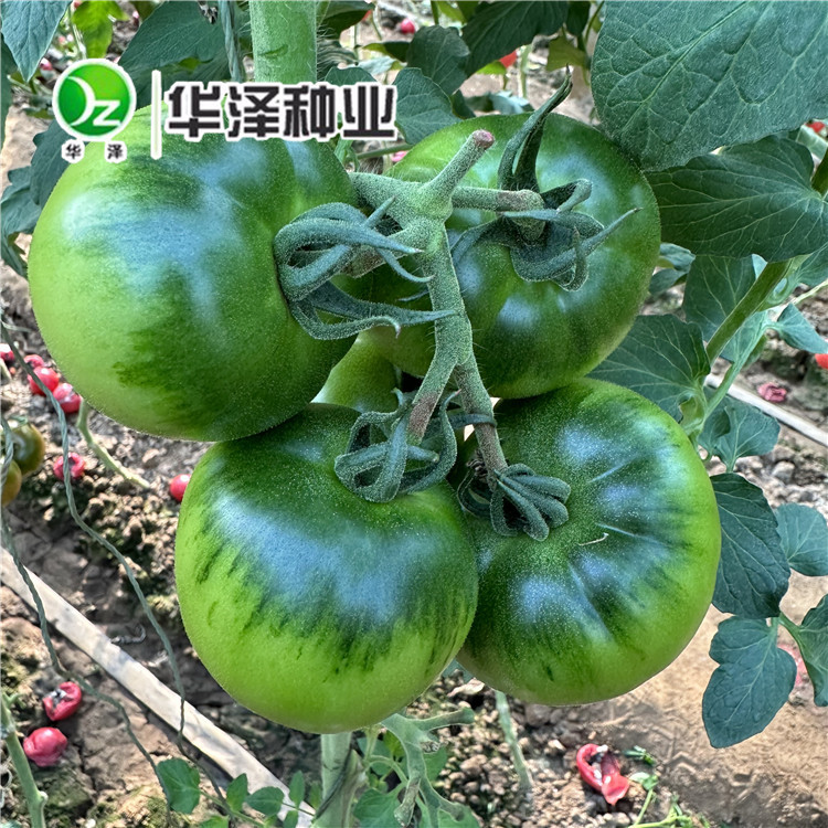 产品名