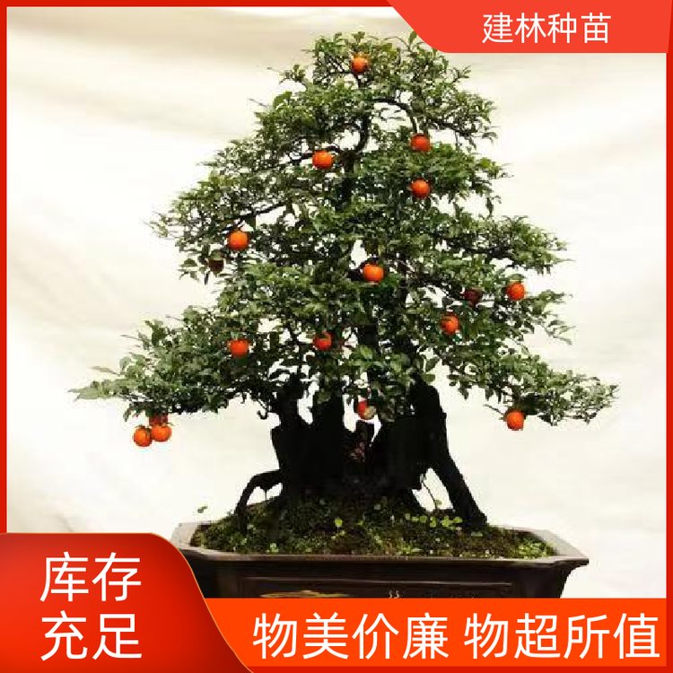 产品名