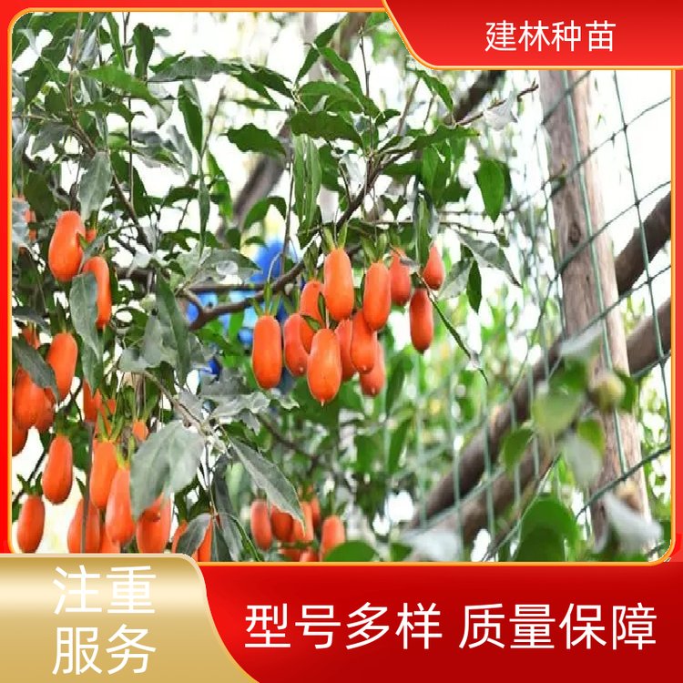 产品名